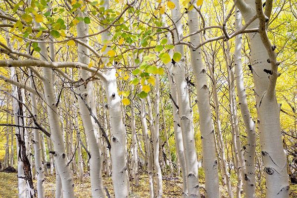 Davidson, Janell 아티스트의 USA-Utah Dixie National Forest Grove of Aspens in Fall colors작품입니다.